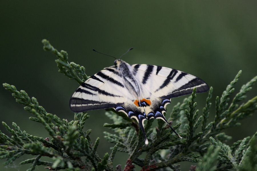 Iphiclides podalirius